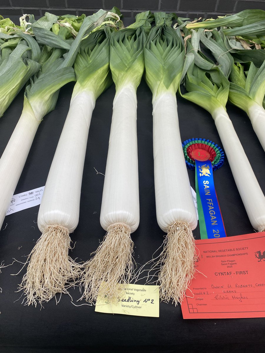 Medwyn Williams (@medwynsofangles) on Twitter photo The class for 3 blanch leeks was won by Owain Roberts from Cerrigydrudion North Wales. One of a new breeding line coming out in the future from Ivor Mace. It could well be called ‘Cerrigydrudion’ hope my English friends can pronounce it! A great looking leek. The class for 3 blanch leeks was won by Owain Roberts from Cerrigydrudion North Wales. One of a new breeding line coming out in the future from Ivor Mace. It could well be called ‘Cerrigydrudion’ hope my English friends can pronounce it! A great looking leek.