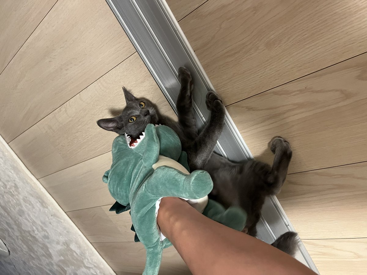 活発 (@kappa2_bippa) on Twitter photo 