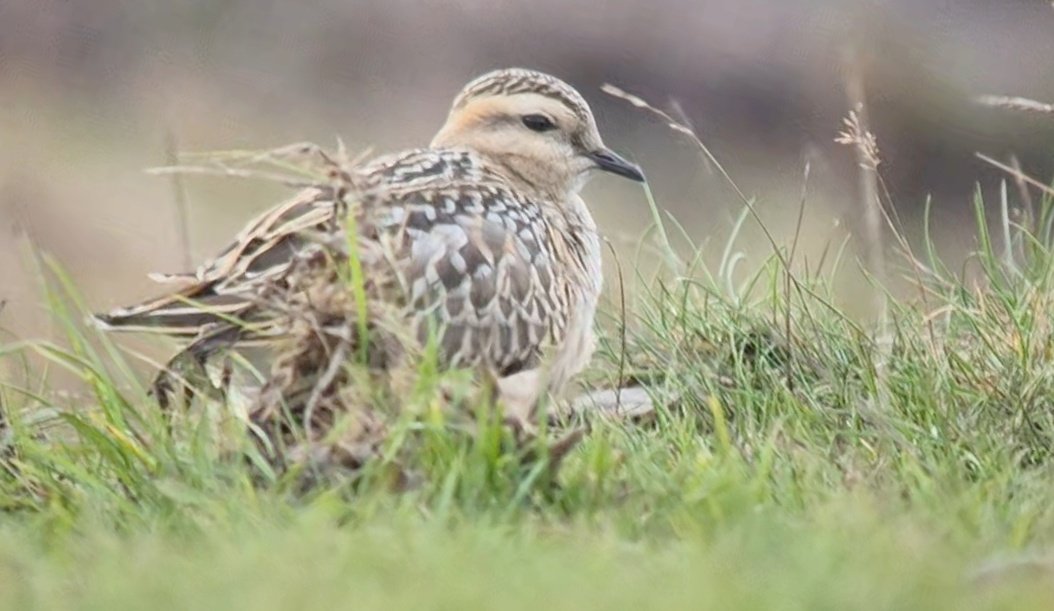 justin parker tweet media