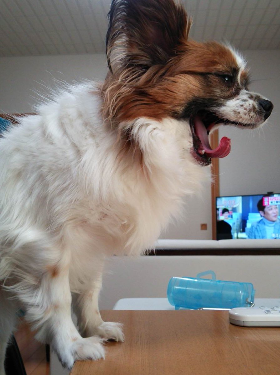 🐶「ガオォ〜！」雄叫び

🌙今日も一日お疲れ様でした⭐️
ちょい暑かった💦
⭐️おやすみなさいぬん🐶💤