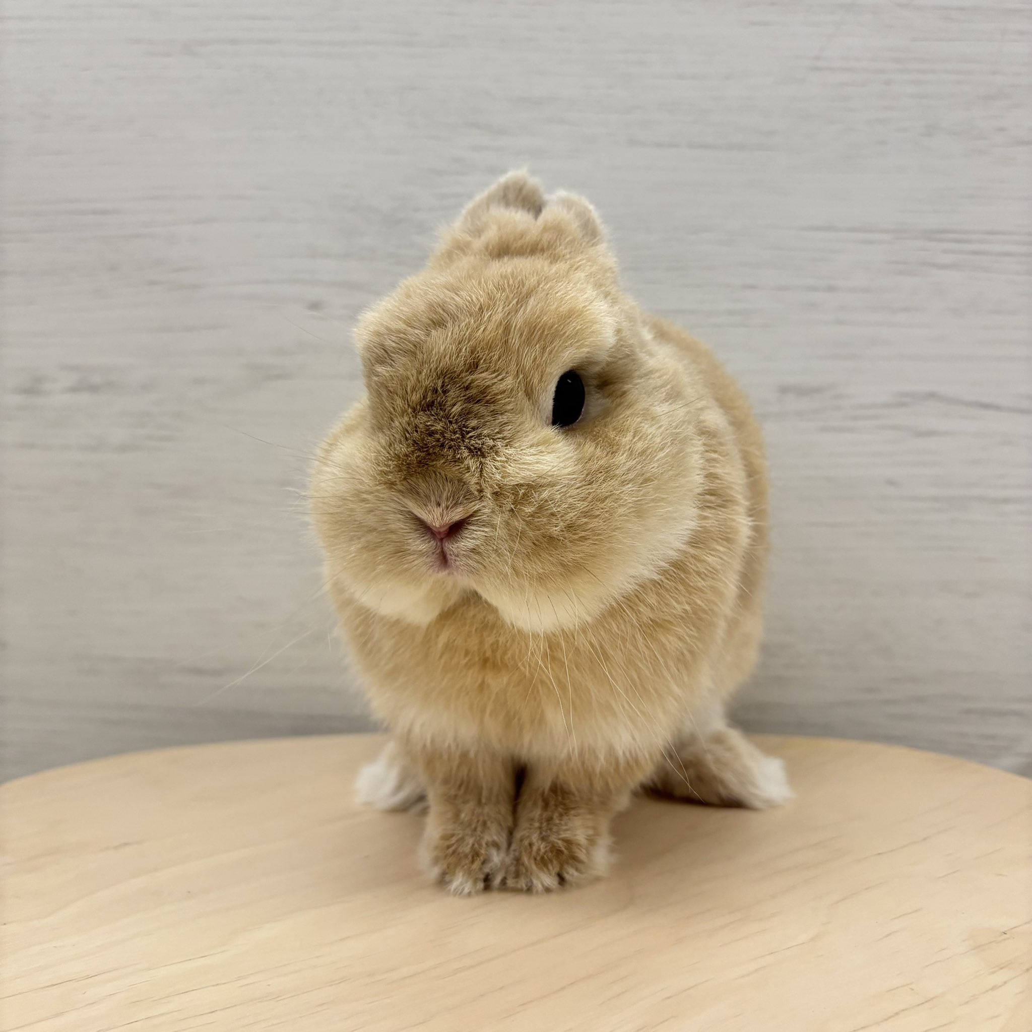 うさぎです。 うさぎのしっぽ通販は、『うさぎと暮らす 90号』を全国へお届け
