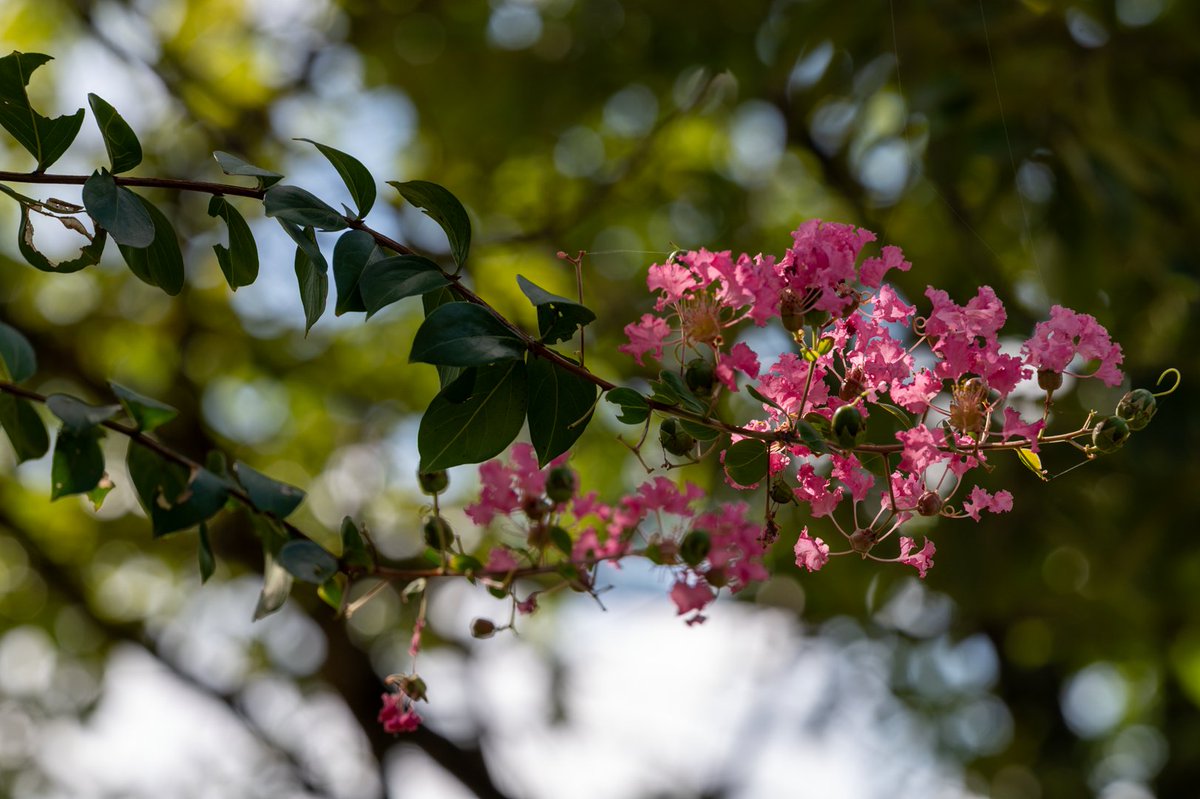 YossanCamBlog's tweet photo. 70-200を持ち出してスナップしてるんだけど、ほんとにこのレンズ、写りが良すぎる。素人目に見てもピント面とボケの境界がしっかりしてるんよね。 https://t.co/pg73zRqaYy