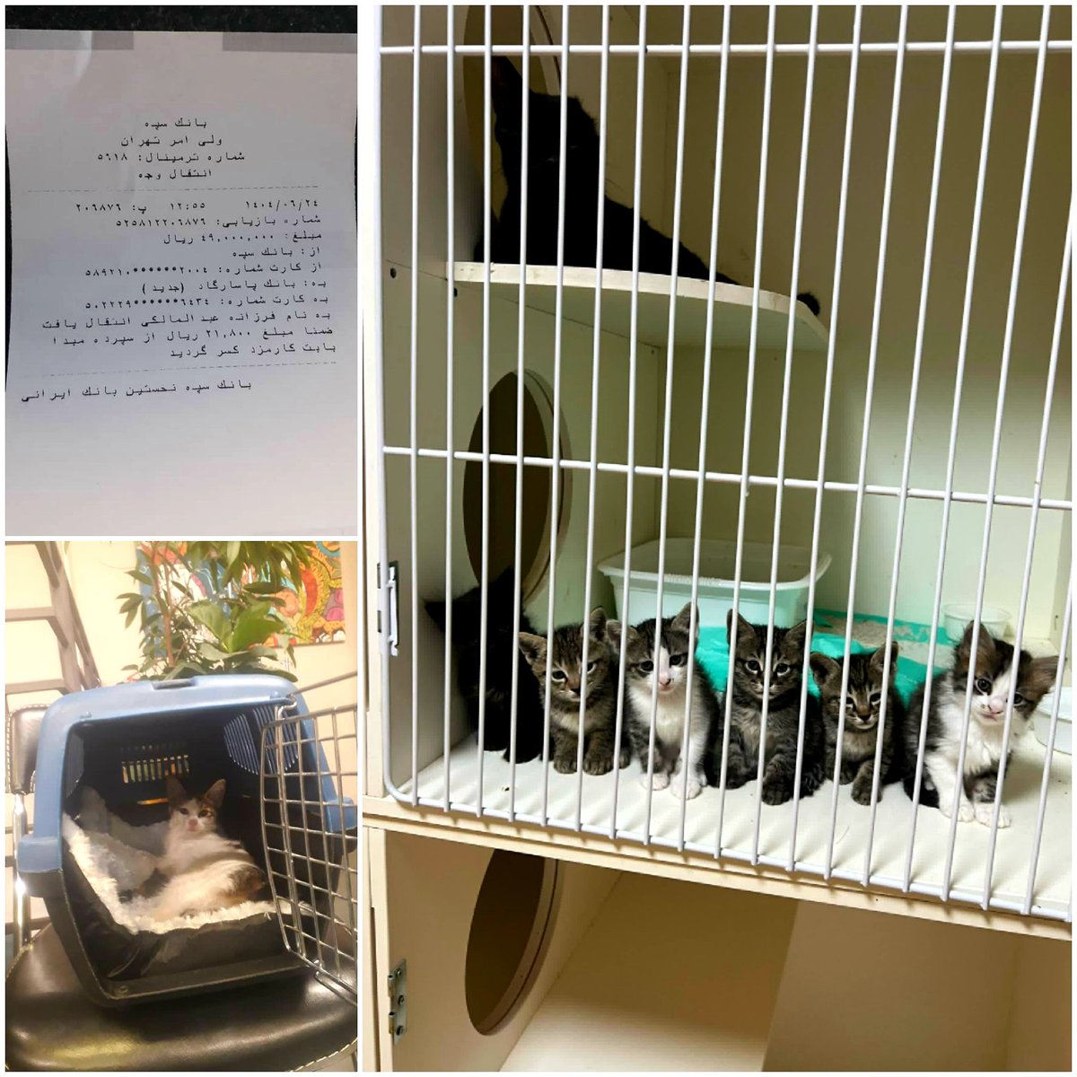 انقدر دارم روزهای سختی میگذرونم که خدا میدونه و کاملا دارم کم میارم ،تک گوش یادتونه که تو پانسیون زایید اینم بچه هاشن و واگزار میشن اگر کسی خواست بهم بگه و اون یکی هم بچه اف آی پی که خدا رو شکر خیلی بهتره ، دیگه برای خاک و مرغ تا اول برج تموم شدم تو هزینه ها تنهام نزارین🙏🙏❤❤