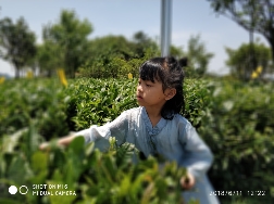 Quand les premiers frissons de l’hiver se font sentir, quoi de mieux qu’un thé aux origines ancestrales pour réchauffer le corps et apaiser l’esprit ? Le thé oolong, trésor de la culture chinoise, offre une alliance parfaite entre douceur et bienfaits.