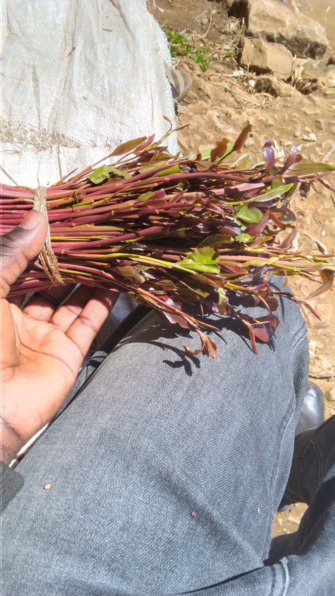 Ata kama  ni Monday laaazima mwili uambiwe pole ya weekendi <a href="/mwangemi_jeff/">Jeff Mwangemi HSC</a> <a href="/RadioTaifaFM/">KBC Radio Taifa</a> #RaggaVibesKbc #RaggaeMusicSoNice