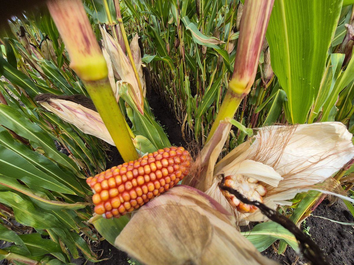 Gerrit Wermink tweet media