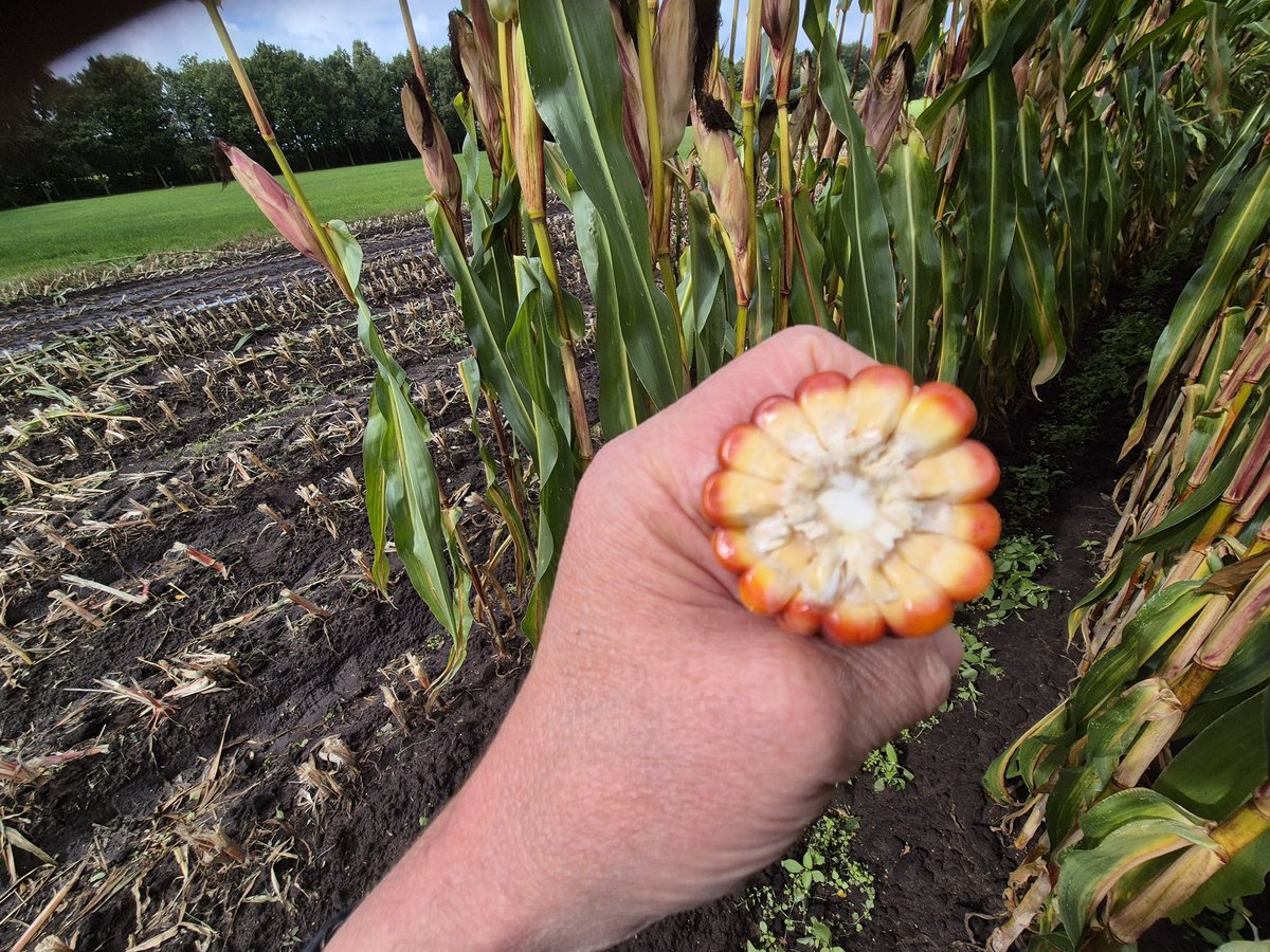 Gerrit Wermink tweet media