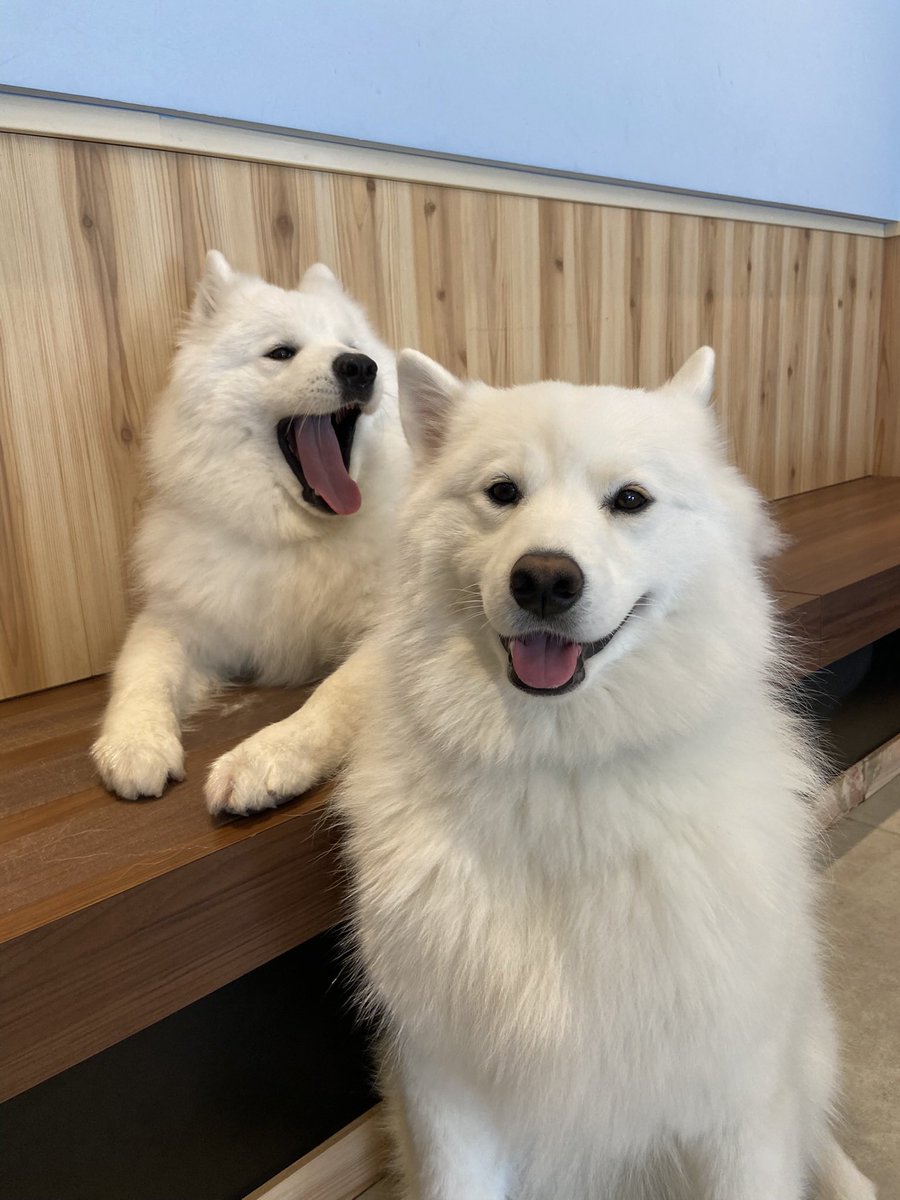 アル先輩ともっぷ後輩によるツーショット📷！
この2人が揃ってお写真撮れるのは実は珍しいんです…👀💭

#samoyed
#samoyedcafeAL
#サモエド
#サモエドカフェアル