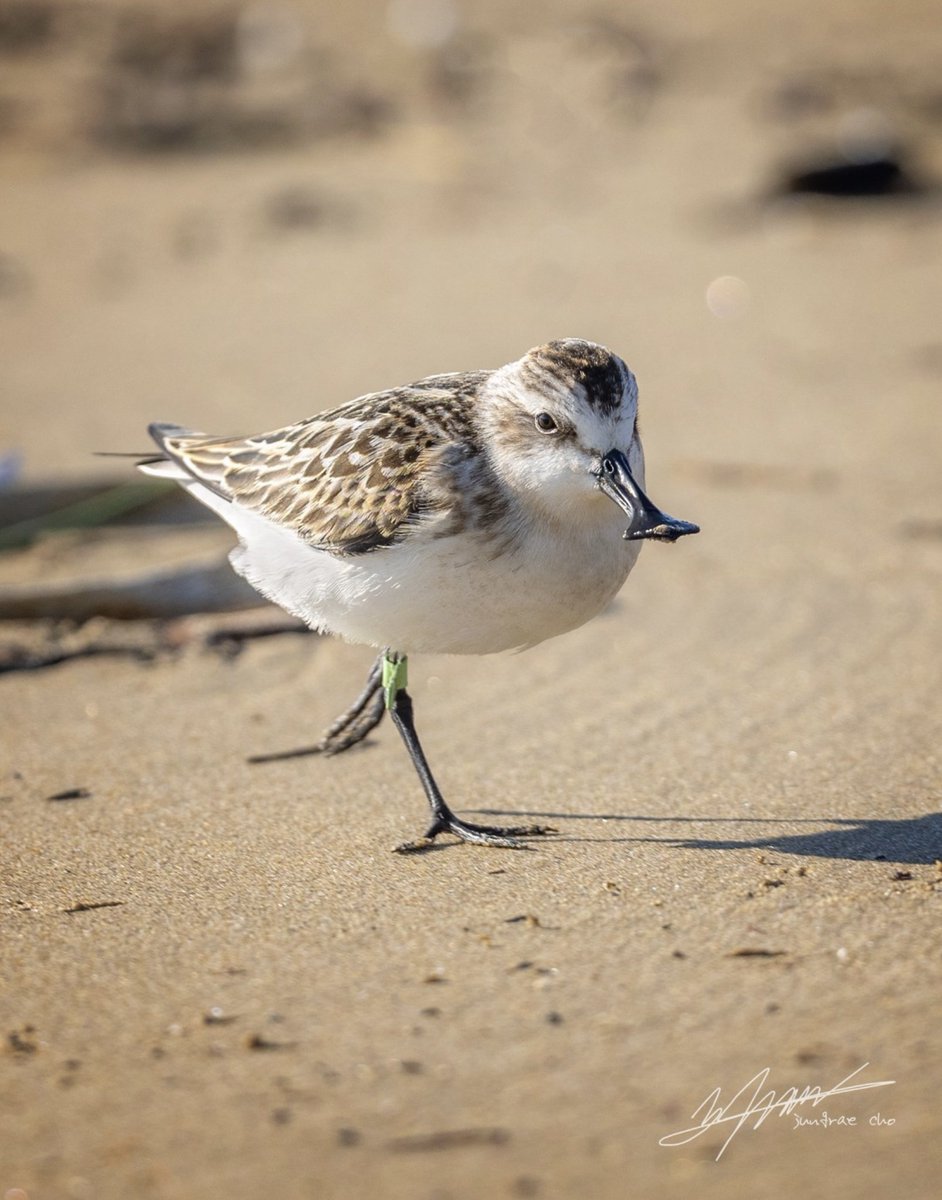 waderquest's tweet image. A win for shorebirds and all of nature in South Korea.
A historic court ruling: No to the new Saemangeum airport.
youtube.com/watch?v=rKA-UZ…

koreatimes.co.kr/southkorea/env…

 © JungRae cho 조중래 딸기밭군 

Be #inspired by #waders or #shorebirds
#wildlife #conservation #charity
