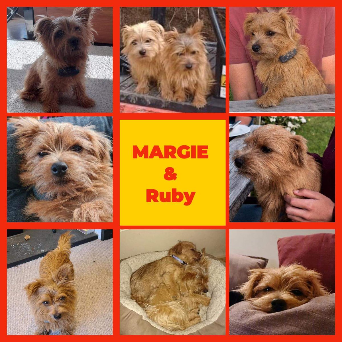 Please take a moment to read and share a plea for Margie &amp; Ruby

Have you seen Margie or Ruby?

Missing/stolen since 2021 from Cornwall #UK

They may have been separated and sold on. Please contact if seen or any information. ❤❤ #MargieandRubyMonday <a href="/FindMargieruby/">Help find Margie and Ruby-Stolen Norfolk Terriers</a>