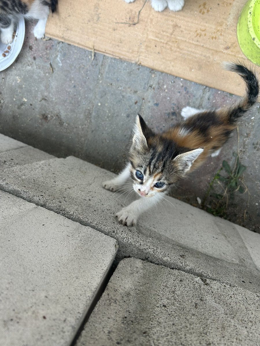 Umudum kalmadı ölüp gidecekler…
1 aylık bebeklere yuva arıyorum kum eğitimleri var yaş kuru mama yiyorlar lütfen #rt 🙏🏻🙏🏻🙏🏻
