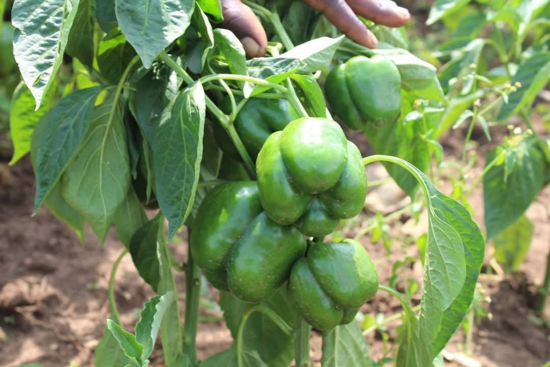 a_syova's tweet photo. Gallant F1 β The Pepper That Pays! π±π°
Harvest in 60β65 days after transplanting, yield 24β30 tons/acre, and beat diseases with unbeatable resistance.
π Grow smart. Sell big. Profit more.
#GallantF1 #SmartFarming #SyovaSeedUG #FarmForProfit https://t.co/9qVGjB9quh