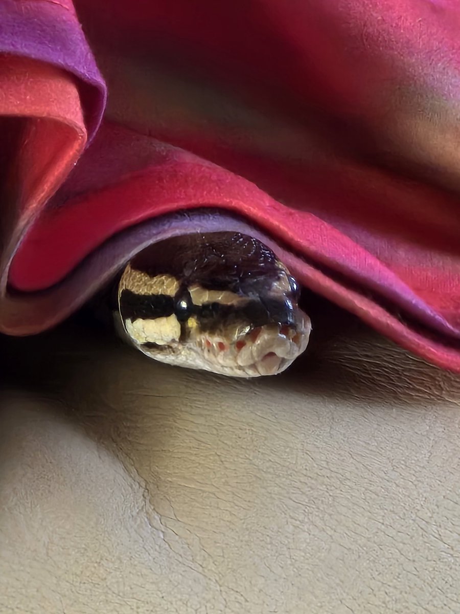 SerpentEmpress_'s tweet image. My beautiful snake, Harley 🐍💚 #ballpython #royalpython #snake
