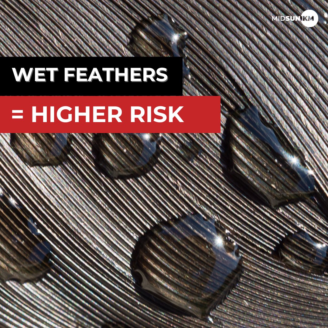MidsunIKM's tweet photo. Weather conditions, such as rain and fog, increase the risk of electrocution for birds.

Why? Wet feathers become more conductive, allowing electricity to pass through more easily.

Knowing how and why animal electrocution happens helps us protect birds near power lines. https://t.co/r7XbIq5BSD