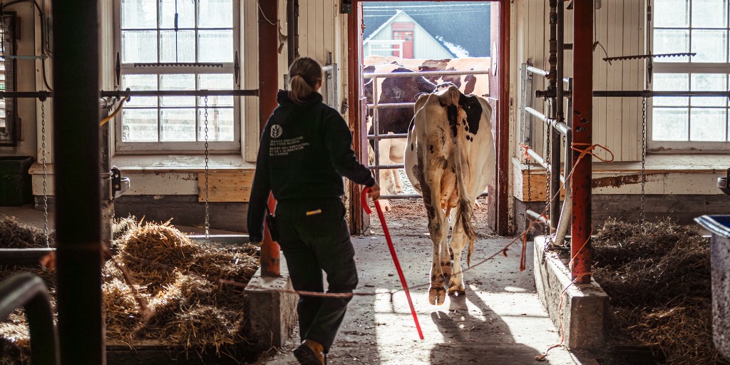 The museum may be closed this week (Sept 15 -19), but our barns are still bustling!🚜
Our farm operations team is here each day making sure the animals are healthy, fed, and well taken care of—just like always.