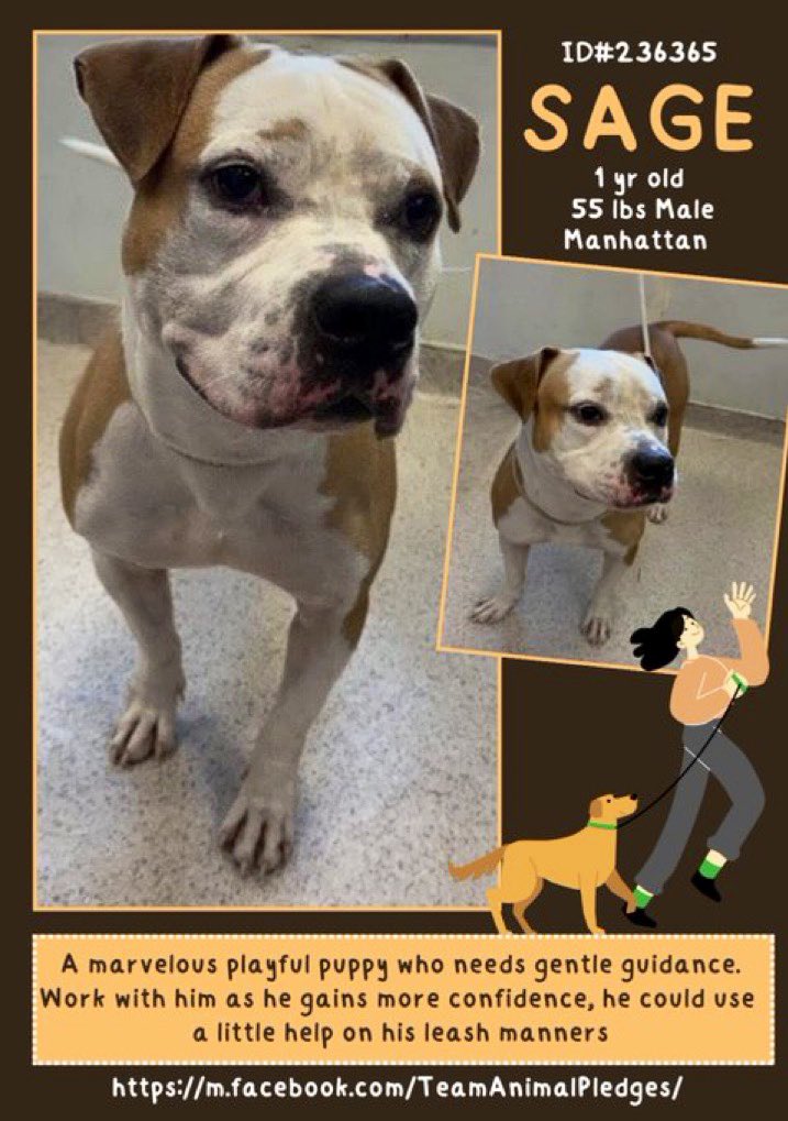 #AdoptDontShop
🐶 SAGE 🩵 Hi! 👋🏼 I’m new here 🥰 #AdoptMe #NYCACC #NewYork Apply nycacc.app/browse/236365 🏡 Shelter is always so FULL… ⚠️ Can you #FosterMe to help #RescueMe? DM <a href="/CathyPolicky/">Cathy Policky</a> to be my hero! #FostersSaveLives
