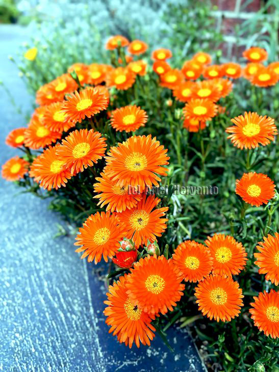 ariel_heryanto's tweet image. #iceplant #pigface