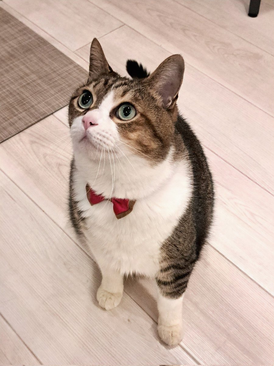 【ねこ】 楽天市場】ワイルドキャット 小 KOSEN ケーセン 29cm Peppi