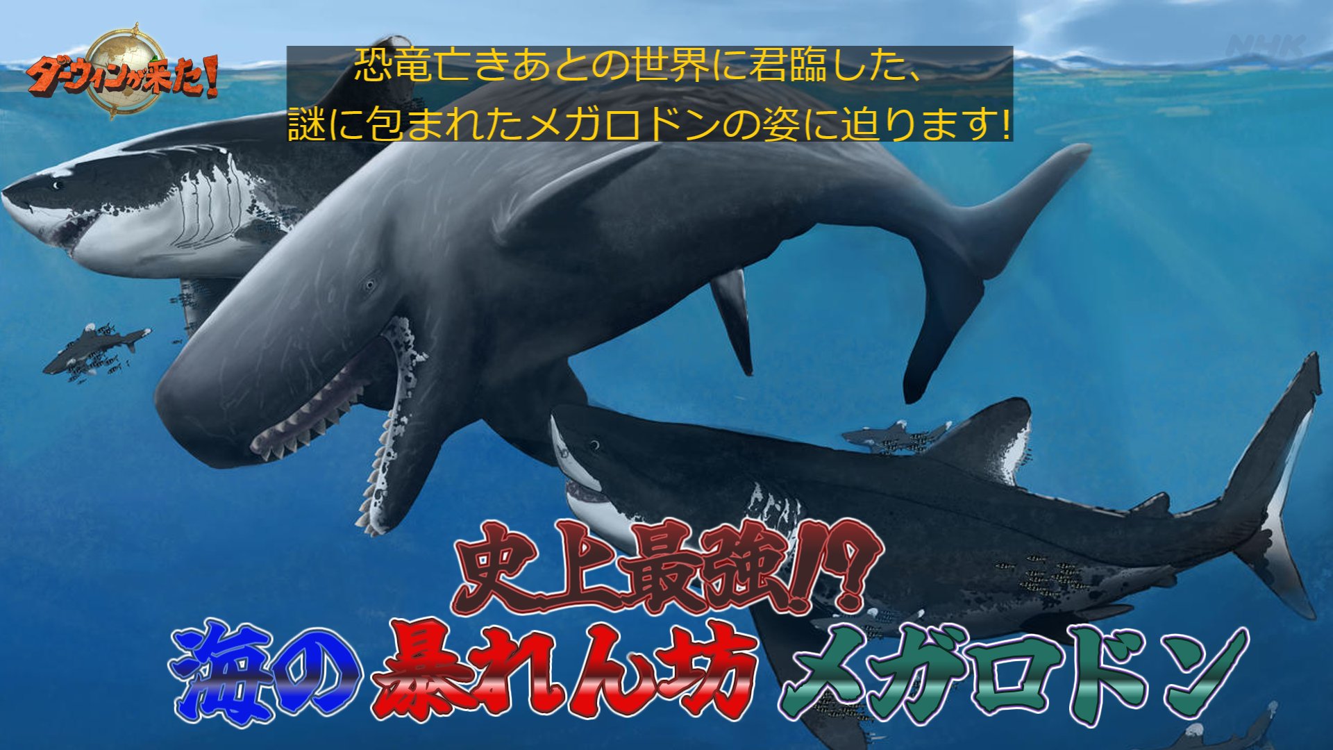 ダーウィンが来た! 荒野のエンジニア！？ 謎のミミナガ珍獣を追え」制作ウラ話