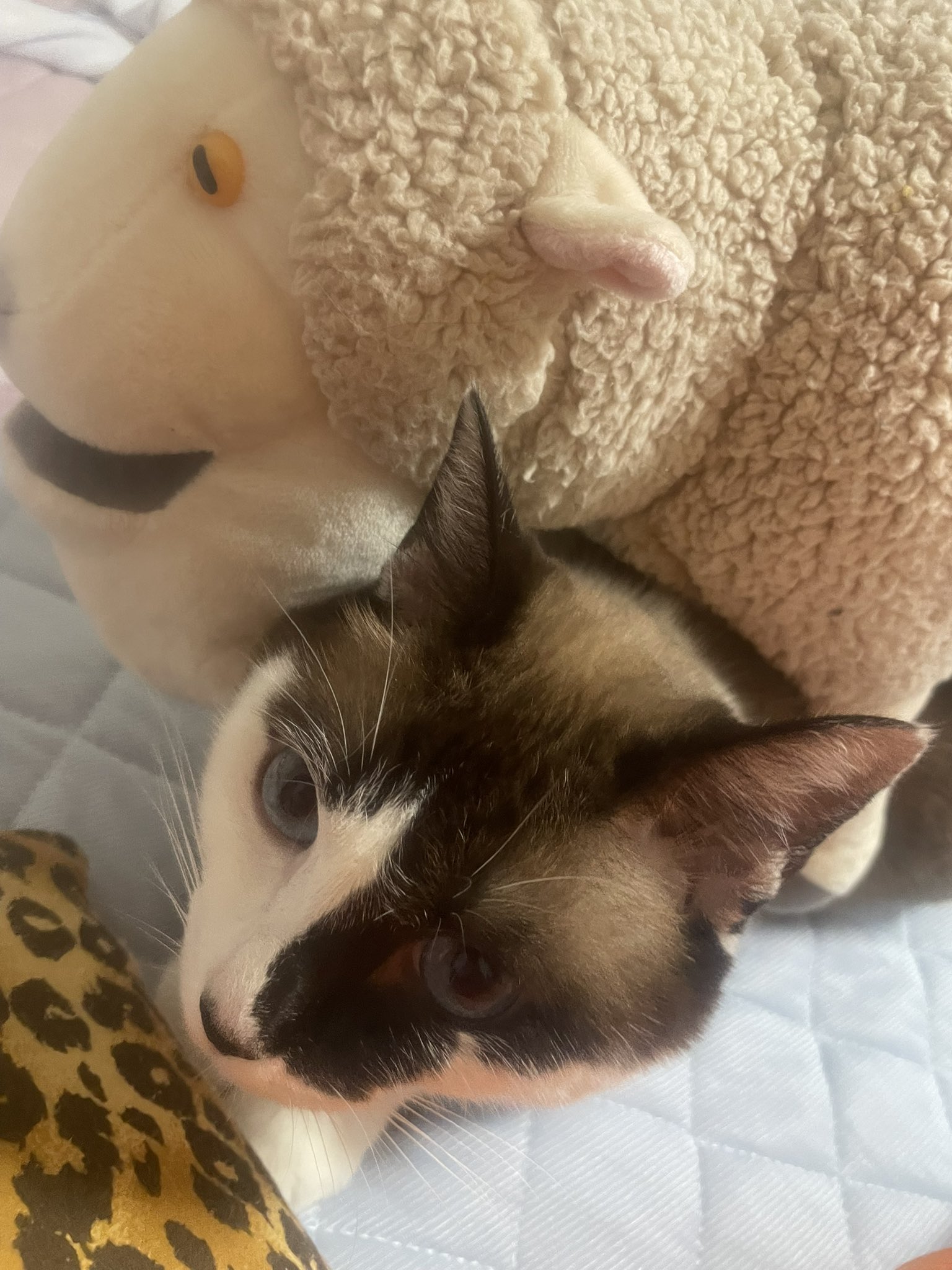 🎸あき🎤🐱 on X: 