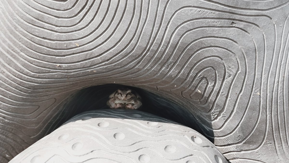 中之条ビエンナーレ
トリックスターの中にカエルがいた