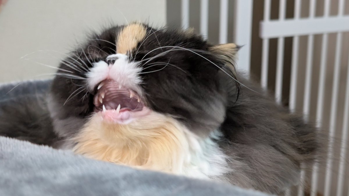 猫型ゴジラ🦍←これはゴリラ
#エキゾチックロングヘア 
#猫
#猫のいる暮らし 
#猫好きさんと繋がりたい 
#猫型ゴジラ