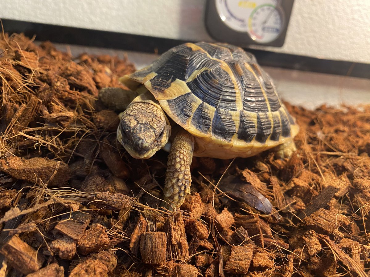 RCgVGTAjkRf6bQT's tweet image. らぐちゃんとびーちゃん🐢
ってか、らぐちゃん♀とびーくん♂！
今日、雌雄の確証を得た気持ち。
びーくんがマウントとってたから…
いずれらぐちゃんとびーくんの2世を♪
また、今日は床材を替えて、リフレッシュ。
びーくんはお疲れ⁉︎

#ニシヘルマンリクガメ
#ファインレプタイルズ