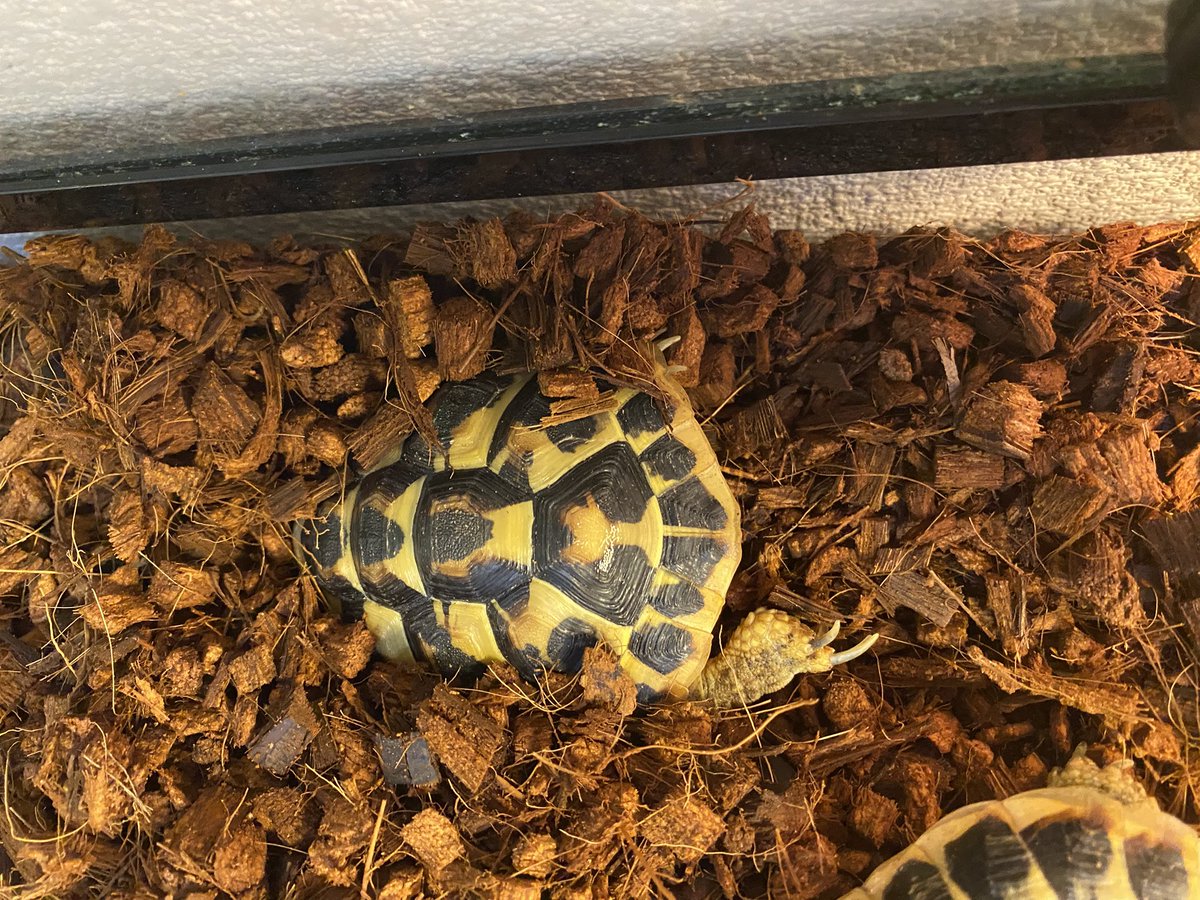 RCgVGTAjkRf6bQT's tweet image. らぐちゃんとびーちゃん🐢
ってか、らぐちゃん♀とびーくん♂！
今日、雌雄の確証を得た気持ち。
びーくんがマウントとってたから…
いずれらぐちゃんとびーくんの2世を♪
また、今日は床材を替えて、リフレッシュ。
びーくんはお疲れ⁉︎

#ニシヘルマンリクガメ
#ファインレプタイルズ