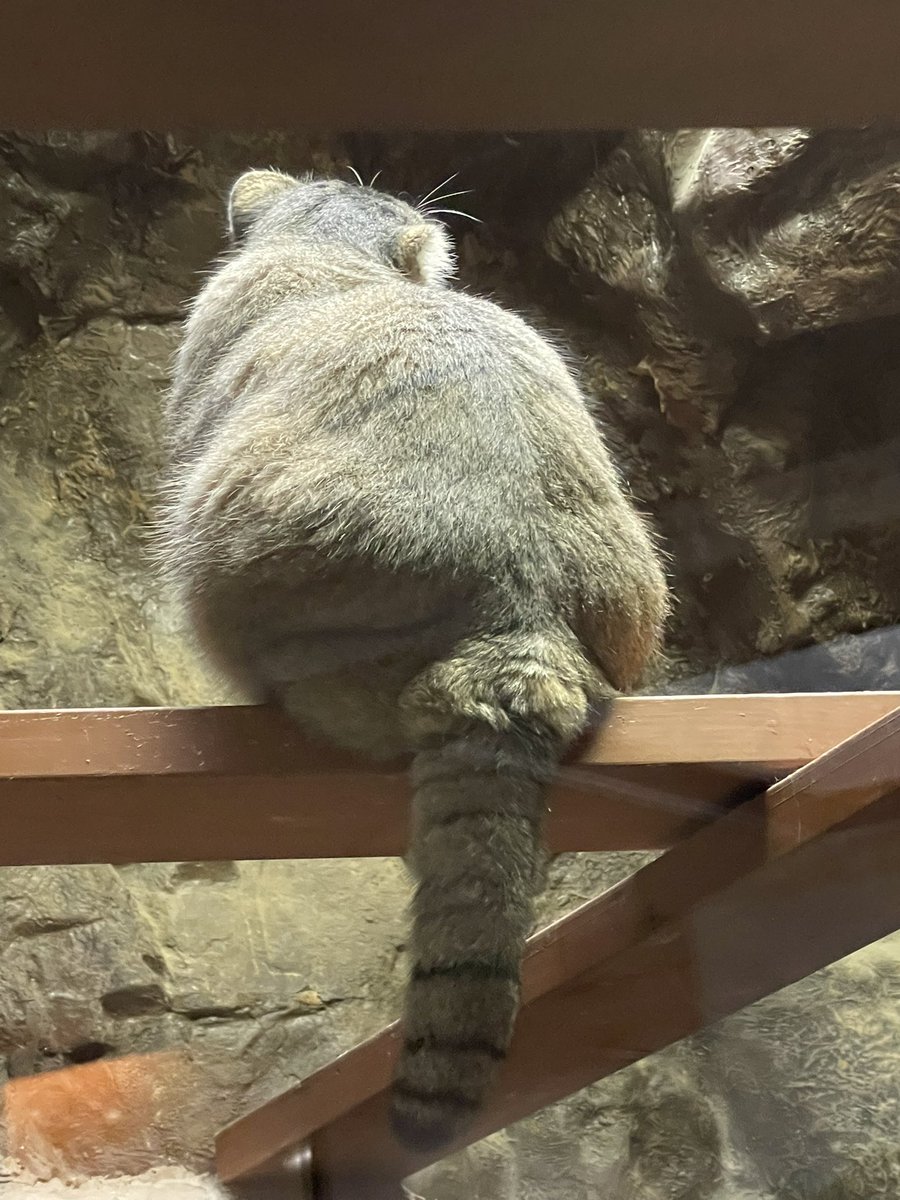 なにか釣れるかなぁ🤔

 #上野動物園
 #マヌルネコ
 #まぬるねこ