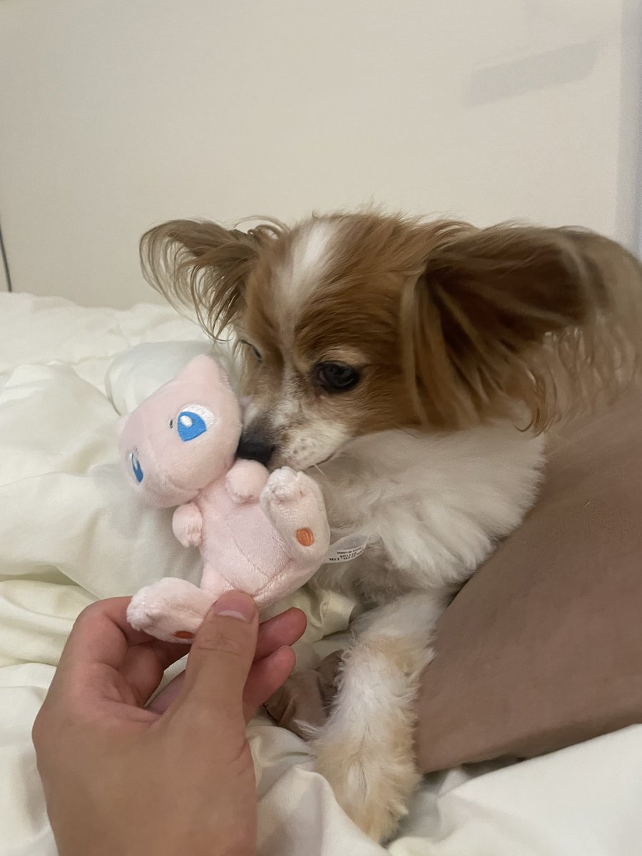 ミュウちゃんに興味しんしん