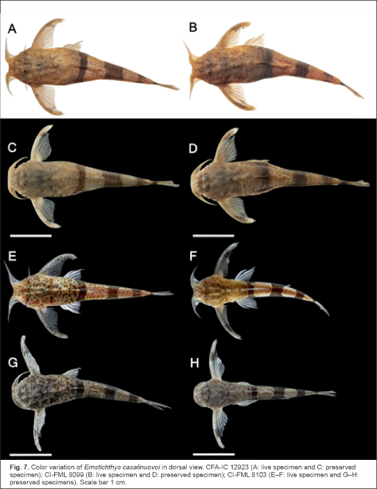 🐟Científicos de la FML descubren nueva especie de bagre en el Bermejo

🐟Junto a investigadores colombianos, se concretó este hallazgo. Hasta ahora, la especie no estaba registrada.

🐟Detalles e importancia de este pez para la biodiversidad en la nota:
lillo.org.ar/node/3662