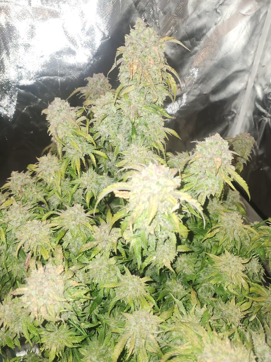 Fuckin Incredible strain from <a href="/rocket_seeds/">RocketSeeds</a> grown with <a href="/GenHydro/">General Hydroponics</a> <a href="/Botanicare/">Botanicare</a> <a href="/MarsHydroLight/">Mars Hydro | Since 2009</a>