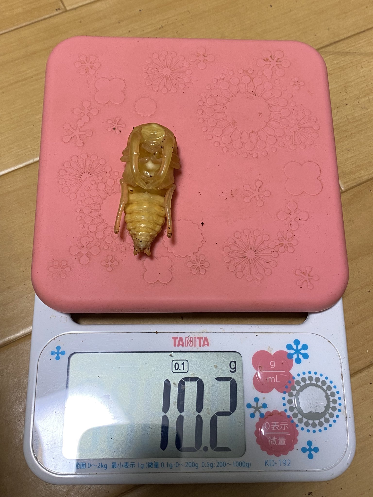 【赤型の異常型】コリアス（1メス・ロシア産） Amazon | セミョーノフ産 マトリョーシカ 8個組 伝統柄 赤 BIG