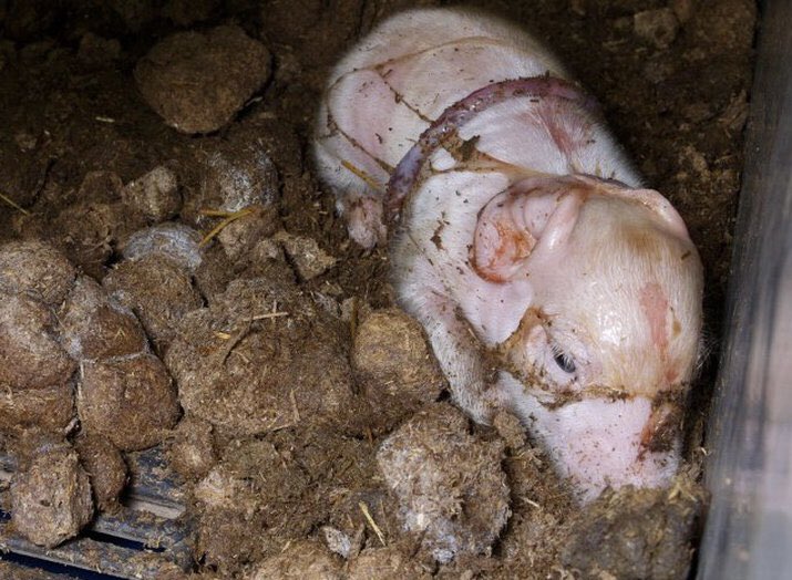 You forcibly breed billions of us into existence, only to be violently exploited &amp; killed the moment we reach ‘slaughter weight’ for your needless ends &amp; don’t even question how you came to be conditioned into endorsing such violent cruelty.

#OneBillionScreams 
<a href="/PolAnimalClass/">We Are One Billion Screams</a>