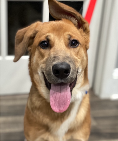 RealDogRescue's tweet photo. Our 2025 Tricky Tray Is Almost Here!🥳 - https://t.co/f67qrXG2gX https://t.co/tTsDN6yodC