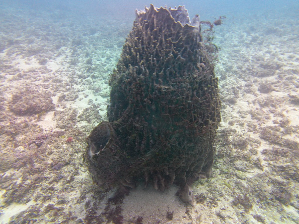 brianom01520984's tweet photo. The invisibility nature of #monofilament #ghost #nets make them one of the deadliest contributors of #marine #wildlife #entanglement incidents. 
#divinglife #marineconservation #ghostgear #marinelife https://t.co/Mv5izdWdHX
