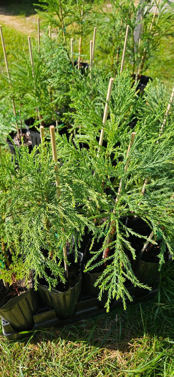 AndrewLads's tweet photo. There may be uncertain times for Shibarium, but the Shiba Sequoia Forest grows forward regardless of attacks. We dont need your permission to grow. Over 1400 trees have been planted in the name of the Shiba Sequoia Forest, and in the coming years, thousands more will, too. https://t.co/JpF70dfrcd