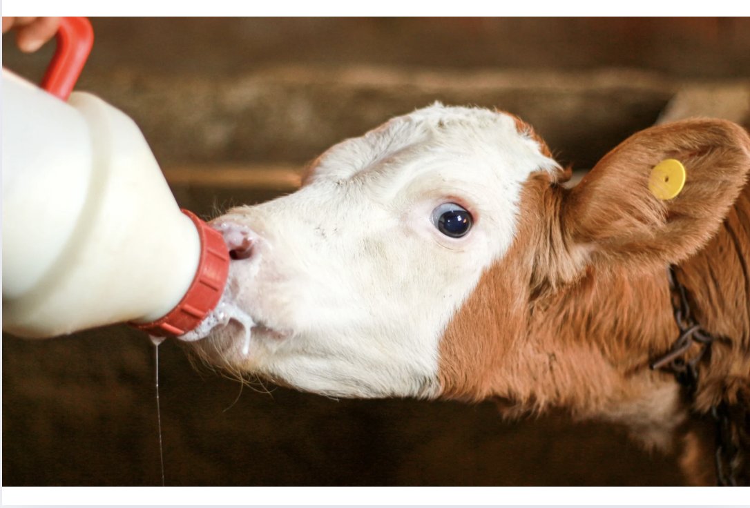 Practical Strategies for Raising Bottle Calves in Beef Herds: beefweb.com/practical-stra…