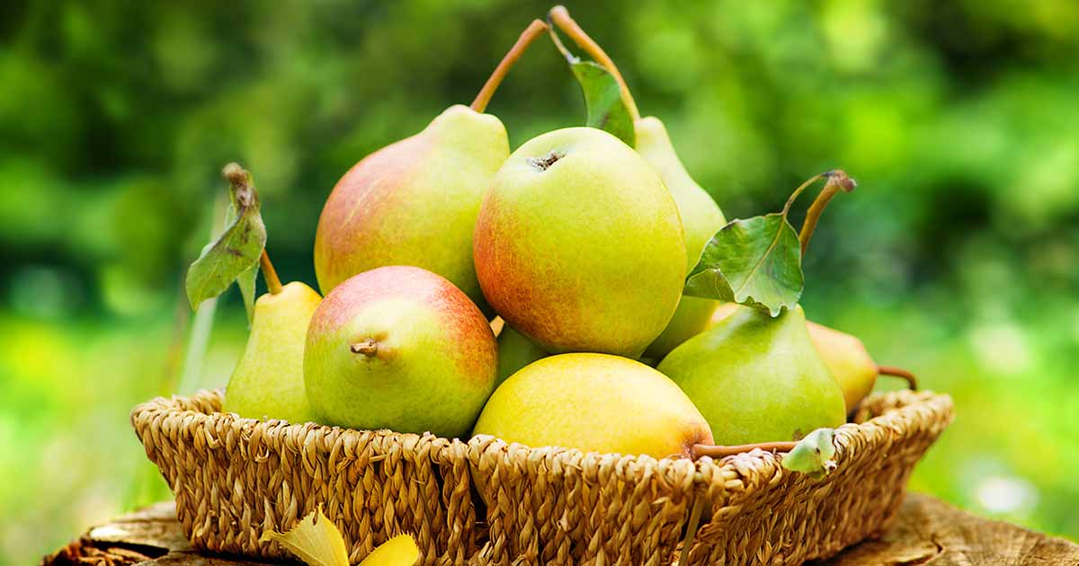 Gardeners_Path_'s tweet image. 17 of the Best Fireblight Resistant Pear Varieties - Fireblight is a devastating and difficult-to-control disease. Learn about 17 fireblight-resistant pear varieties to grow in the home orchard now on Gardener's Path. #pears #fruittrees #gardeningtips gardenerspath.com/plants/fruit-t…
