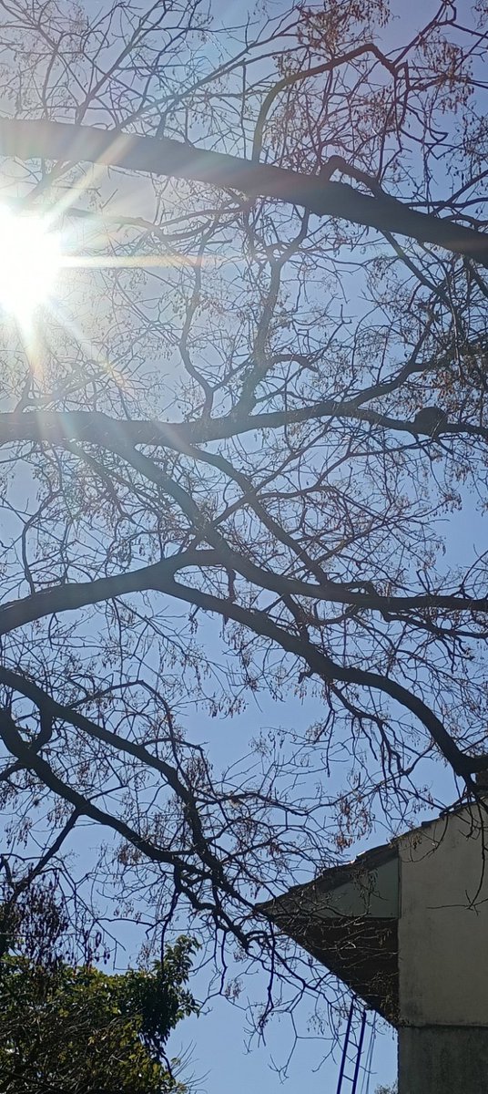 ocampo_irene's tweet photo. #LunesDeFotoPropia
Inquilinos en el árbol del patio
#Hornero 
@correlocacorre https://t.co/2mT0TqtfU0