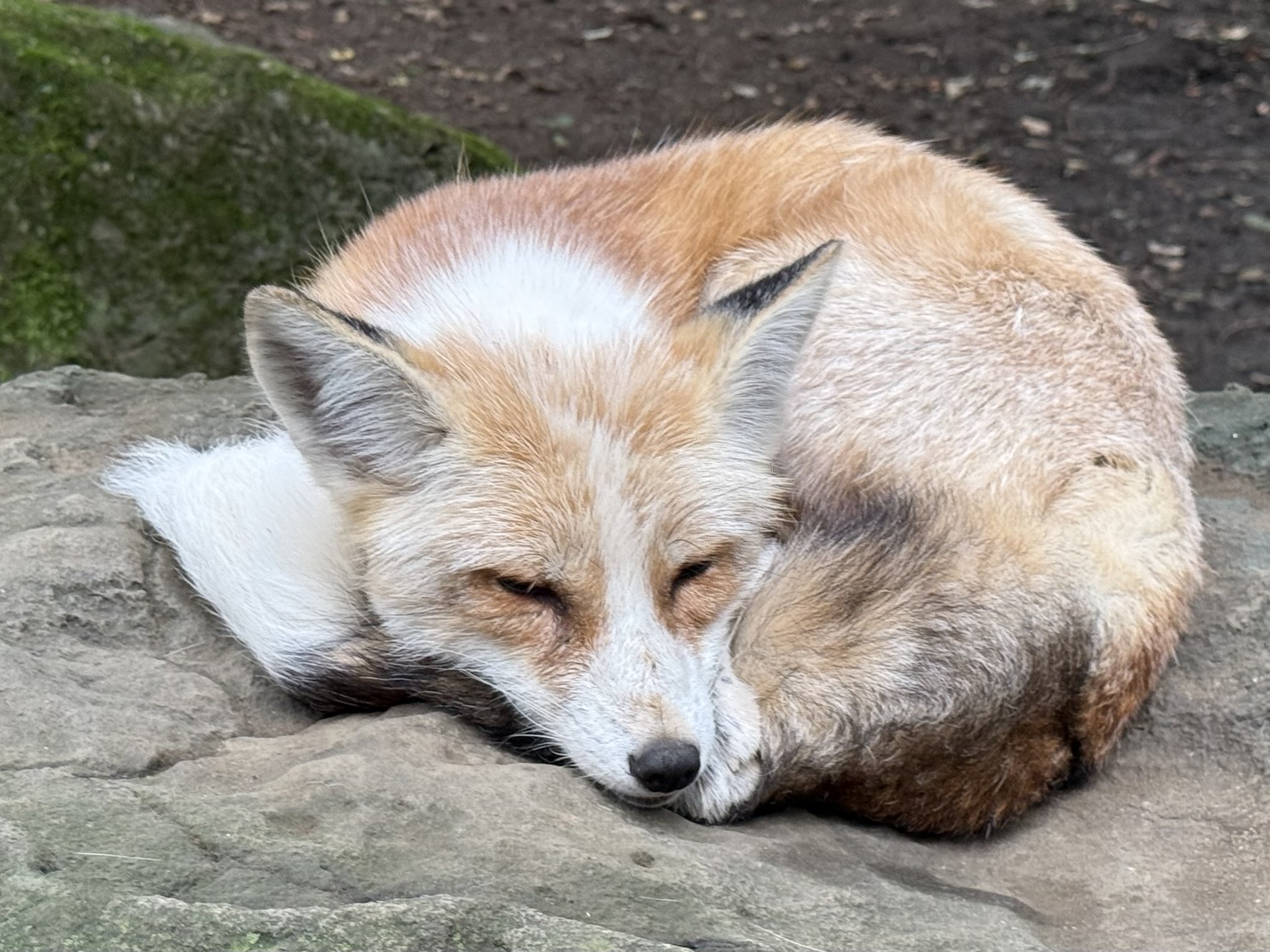灰色の狐猿様連絡専用 灰色の狐猿様連絡専用 灰色の