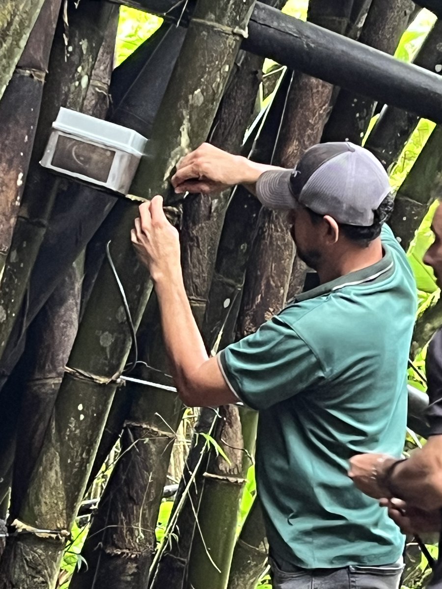 Sounds of the Forest   2025  Newsletter - mailchi.mp/macawlodge.com…
🌍 Climate Week – New York
🎶 The forest sounds from Macaw Lodge reach Pier 57, 9:30 am