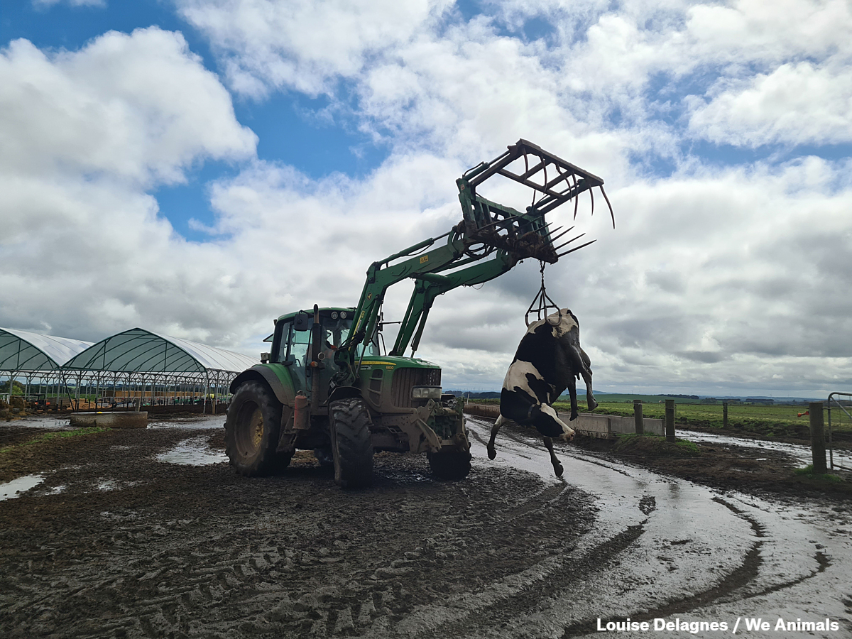 We Animals tweet media