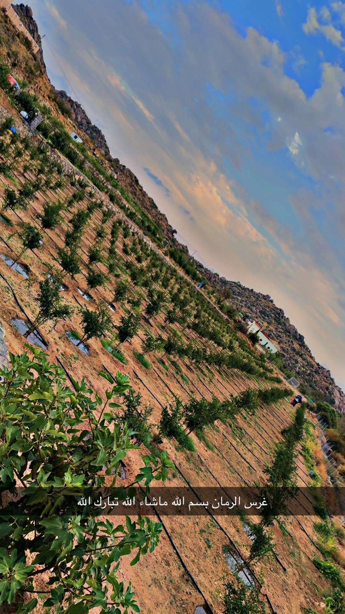 نموذج  من مشروع المزارع النموذجية التابع ريف السعودية  <a href="/ReefSaudi/">ريف السعودية</a> المنفذ من قبل <a href="/rnf_saudi/">مؤسسة ريف</a> الذي تسعى <a href="/MEWA_KSA/">وزارة البيئة والمياه والزراعة</a> من خلال هذي النماذج الى تطبيق الممارسات الزراعية الجيدة وبناء مزارعين قياديين في اكثر من مكون 
و تميز المزارع مليح حامد القرشي بمنطقة مكة المكرمة   بهمته العالية وحرصه