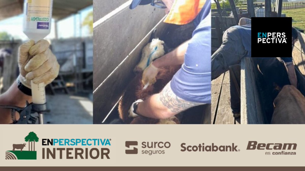 En Perspectiva tweet media