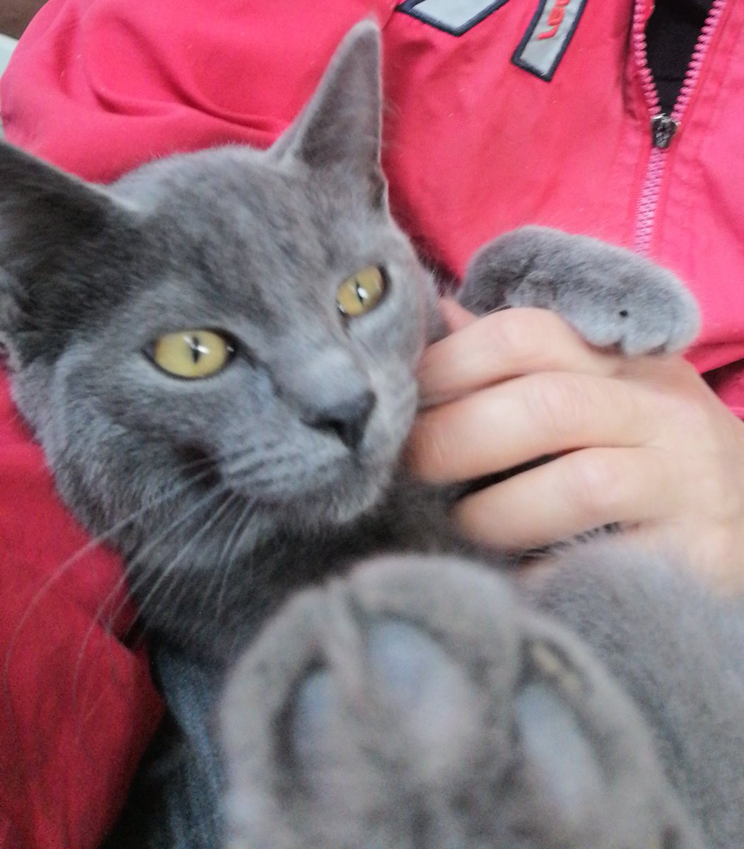 положение вы всё прекрасно знаете. Я в яме, барахтаюсь, но яма становится только глубже и шире. В ней меня и закопают.

Поэтому котику действительно нужен надёжный человек. Он борец. Так хотеть жить... Выжить с такими ранами и болью. 
Настоящий герой 💔