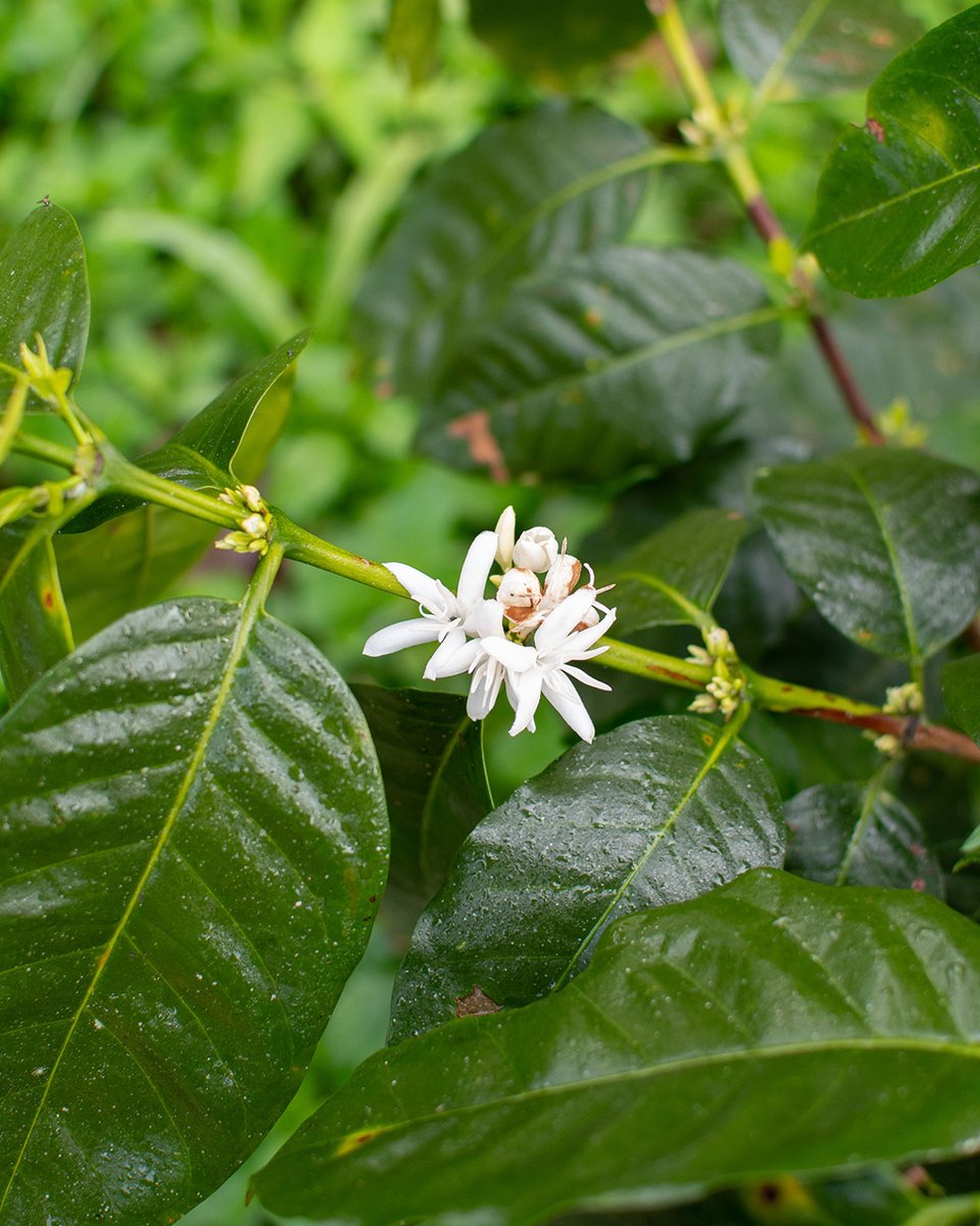 SMBC's tweet image. Starry white blooms today, cherries tomorrow, your brew soon after. Grown underneath and alongside a living canopy of native trees, Bird Friendly coffee supports migratory birds &amp;amp; other wildlife. Let your cup protect forests.

#BirdFriendlyCoffee #MigratoryBirds #WildlifeHabitat