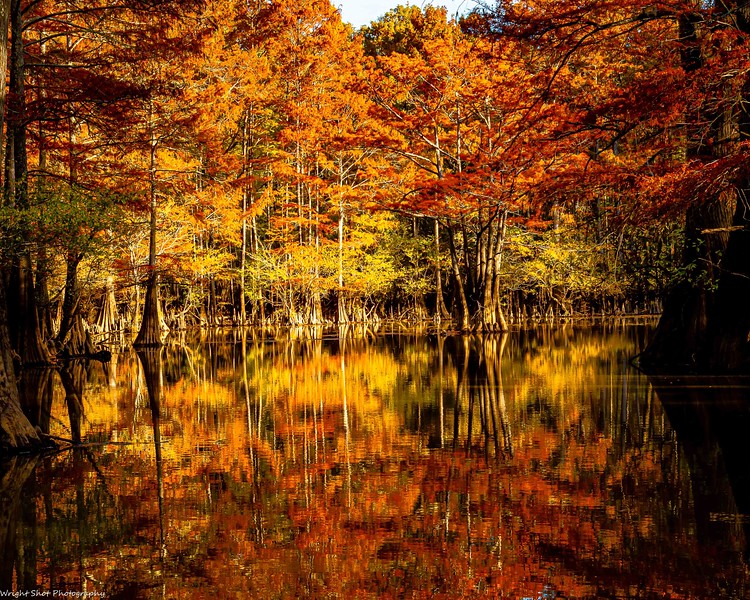 CaddoLakeInst's tweet photo. September is a wonderful month to visit Caddo Lake! Migratory birds begin moving through the wetlands, fish activity shifts w/cooler🌊temperatures. Every season tells a story at Caddo Lake &amp; Sept. is a chapter full of change, beauty &amp; movement.
#CaddoLake #Conservation #Wetlands https://t.co/Helkis4ni0