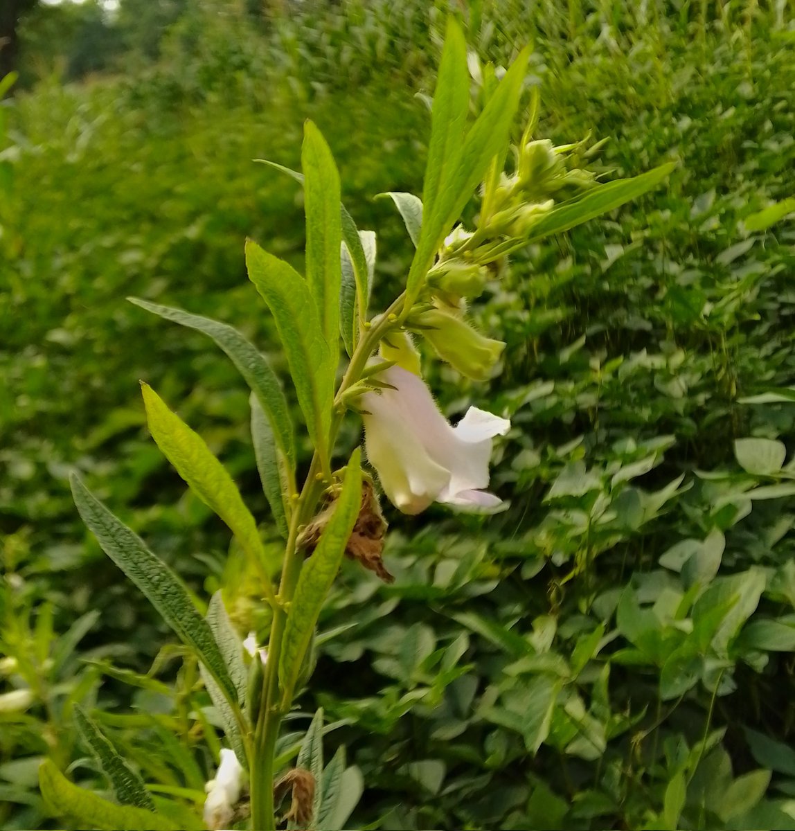 ajit_pawara12's tweet image. 🌾 Kharif season magic 🌱 – from green paddy fields to maize, pulses, and sesame blossoms. Every crop tells a story of rain, soil &amp;amp; farmer’s dedication. ✨
#KharifCrops #FarmLife #SustainableLiving