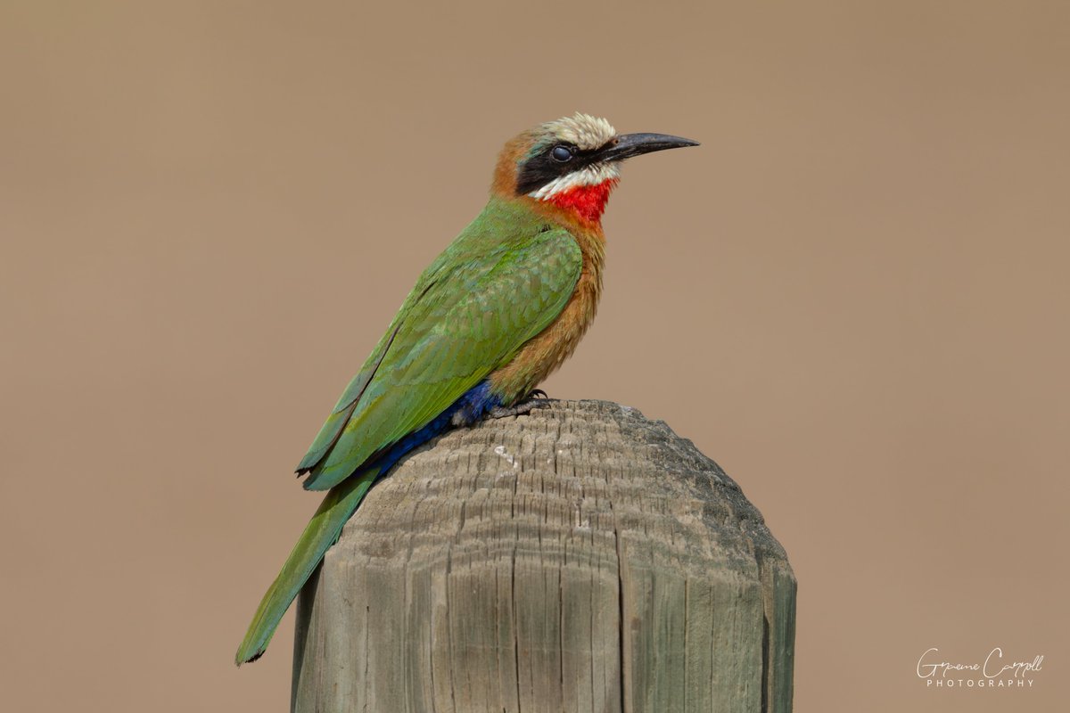 GraemeCarroll's tweet photo. White-Fronted Bee-Eater,
KwaZulu-Natal, South Africa
#birdphotography #BirdsSeenIn2024 #TwitterNatureCommunity #birds #SonyAlpha #wildlifephotography #NaturePhotography #BBCWildlifePOTD @teesbirds1 @BirdGuides @DurhamBirdClub @Natures_Voice @NatureUK @WildlifeMag @BBCSpringwatch https://t.co/B9N2kUz8eg